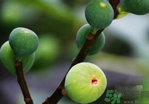 吃無花果會過敏嗎？吃無花果干會過敏嗎？