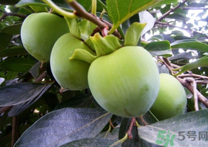 青柿子怎么吃？青柿子能吃嗎？