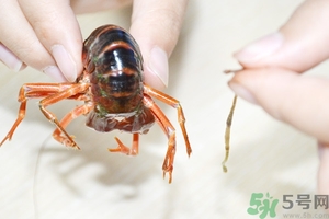 活蝦怎么處理干凈蝦線？活蝦怎么去蝦線？