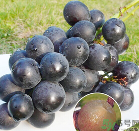 巨峰葡萄怎么保存？巨峰葡萄可以放多久？