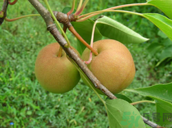 孕婦能吃南國(guó)梨嗎？南國(guó)梨孕婦可以吃嗎？