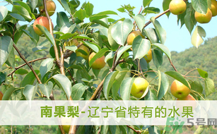孕婦能吃南國(guó)梨嗎？南國(guó)梨孕婦可以吃嗎？