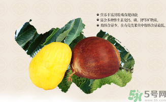 板栗和什么一起泡酒好？板栗泡酒的功效與作用有哪些？