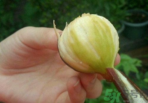 吃無花果要剝皮嗎？吃無花果皮有什么好處？