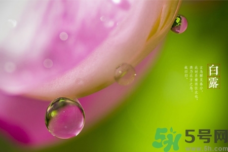 白露節(jié)吃什么？白露節(jié)的傳統(tǒng)美食有哪些？