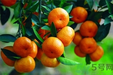 橘子可以多吃嗎？橘子吃多了會(huì)怎樣？