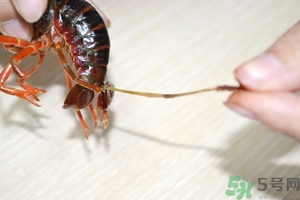 活蝦怎么處理干凈蝦線？活蝦怎么去蝦線？