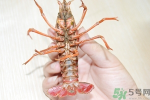 活蝦怎么處理干凈蝦線？活蝦怎么去蝦線？