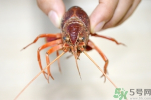 活蝦怎么處理干凈蝦線？活蝦怎么去蝦線？