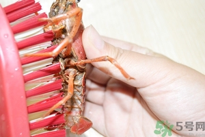 活蝦怎么處理干凈蝦線？活蝦怎么去蝦線？