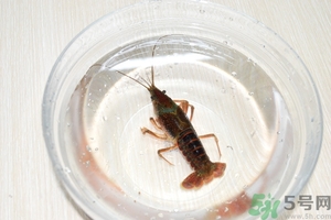 活蝦怎么處理干凈蝦線？活蝦怎么去蝦線？