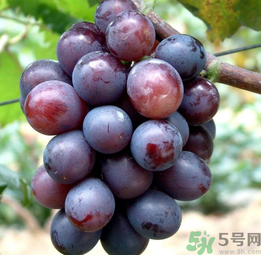 巨峰葡萄怎么有酒味？葡萄有酒味還能吃嗎？