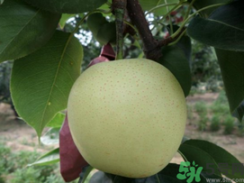 豐水梨和皇冠梨哪個(gè)好？豐水梨和皇冠梨的區(qū)別