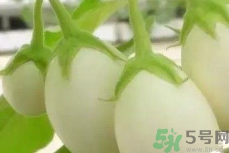 蛋樹是什么？蛋樹可以吃嗎？
