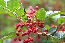 花椒可以治療打鼾嗎？花椒的好處有哪些？