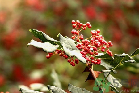 花椒可以治療打鼾嗎？花椒的好處有哪些？