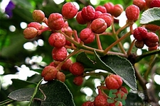 花椒可以治療打鼾嗎？花椒的好處有哪些？