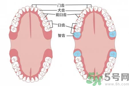 智齒拔了好不好？智齒能不拔嗎？