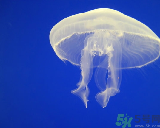 海蜇是水母嗎？海蜇和水母的區(qū)別