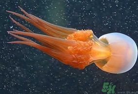 海蜇是發(fā)物嗎？手術(shù)后可以吃海蜇嗎？