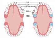 智齒橫著長(zhǎng)怎么辦？智齒橫著長(zhǎng)一定要拔了嗎？