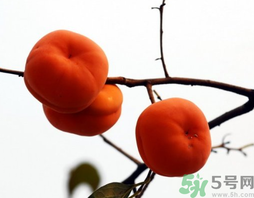 吃柿子會胖嗎？柿子吃多了會胖嗎？