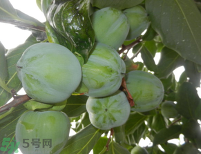 孕婦可以吃青柿子嗎？青柿子孕婦可以吃嗎？
