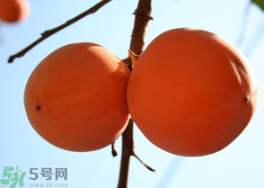 為何叫懶柿子？懶柿子的營(yíng)養(yǎng)價(jià)值？