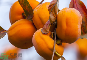 為何叫懶柿子？懶柿子的營(yíng)養(yǎng)價(jià)值？
