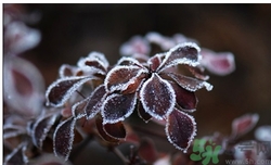 霜降為什么要吃柿子？霜降吃柿子有什么好處？