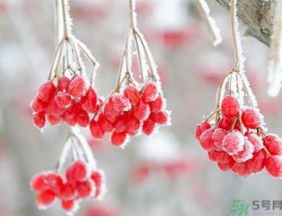霜降為什么要吃柿子？霜降吃柿子有什么好處？