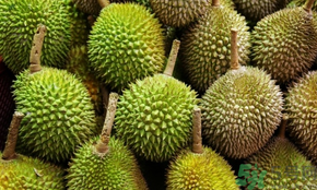 榴蓮可以冷凍保存嗎？榴蓮放冰箱是冷藏還是冷凍？