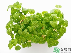 紫蘇葉是什么東西？紫蘇葉的功效與作用及禁忌
