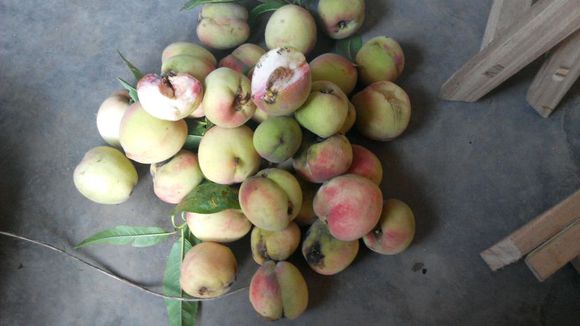 野桃子能吃嗎？野桃子核的功效與作用