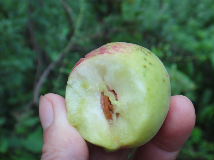野桃子能吃嗎？野桃子核的功效與作用