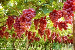 葡萄酒怎么做？葡萄酒什么時(shí)候喝最好？