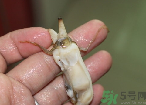 蟶子肚子里黑的能吃嗎？蟶子肚子里黑的是什么？