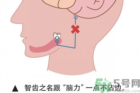 智齒拔完后有個(gè)洞怎么辦？拔智齒后有個(gè)洞多久能長(zhǎng)好？