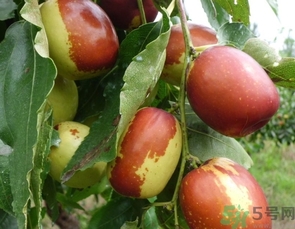 冬棗是轉(zhuǎn)基因食品嗎？冬棗是哪里的特產(chǎn)？