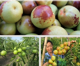 柿子和冬棗能一起吃嗎？冬棗和柿子能不能一起吃？