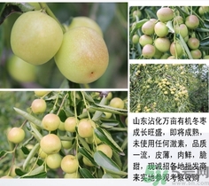 冬棗可以煮著吃嗎？煮冬棗有白色的東西可以吃嗎？
