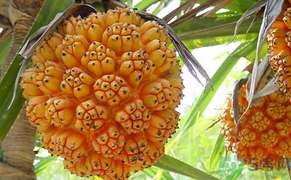 山菠蘿怎么吃？山菠蘿的功效與作用