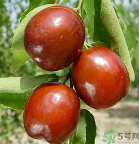 新鮮紅棗怎么保存？鮮棗的保存方法