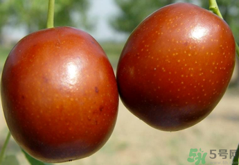 新鮮紅棗補(bǔ)血嗎？吃新鮮紅棗補(bǔ)血嗎？