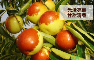 新鮮大棗孕婦可以吃嗎？孕婦可以吃新鮮大棗嗎