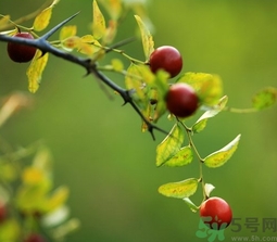 酸棗什么時(shí)候成熟？酸棗什么時(shí)候上市？
