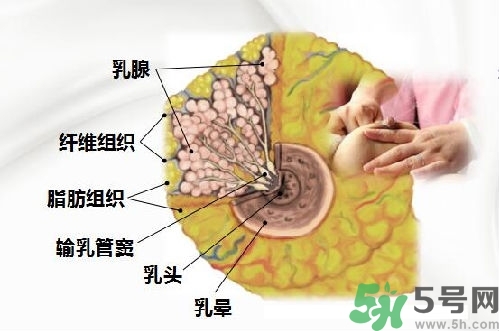 乳汁是怎樣形成的？怎樣才能讓乳汁更多？