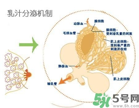 乳汁是怎樣形成的？怎樣才能讓乳汁更多？