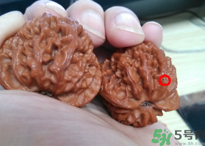 核桃長蟲了還能吃嗎？核桃長蟲子怎么處理？