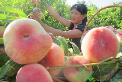 蟠桃孕婦可以吃嗎？蟠桃和水蜜桃的區(qū)別